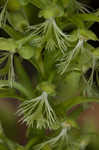 Green fringed orchid